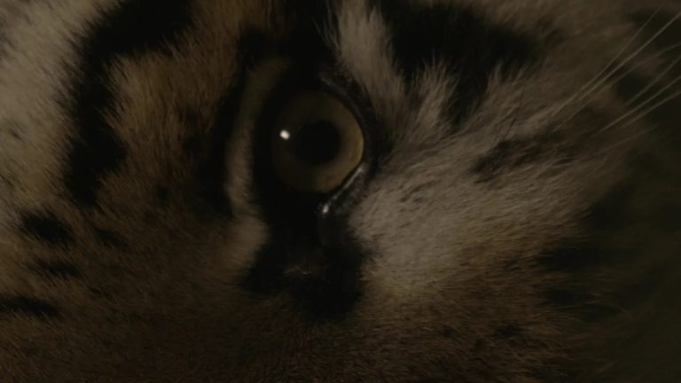 Film programme: Tracing origins